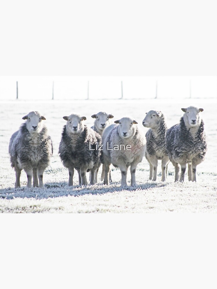 Herdwick Sheep by Furtographic