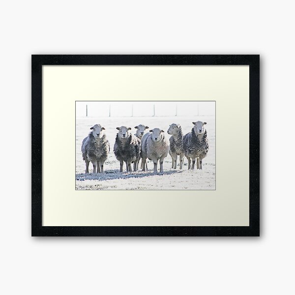 Herdwick Sheep Framed Art Print