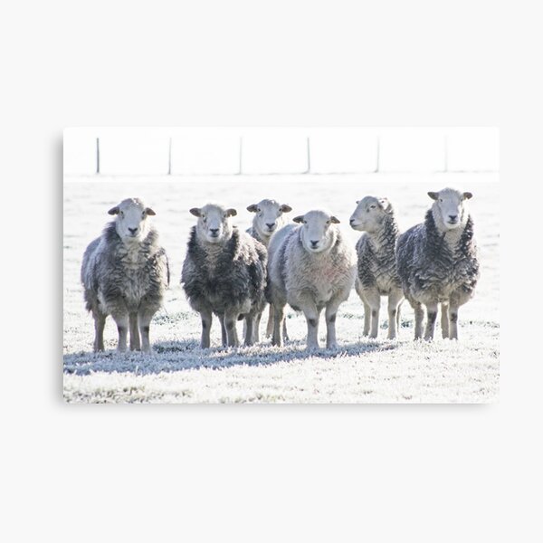 Herdwick Sheep Canvas Print