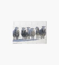 Herdwick Sheep Art Board