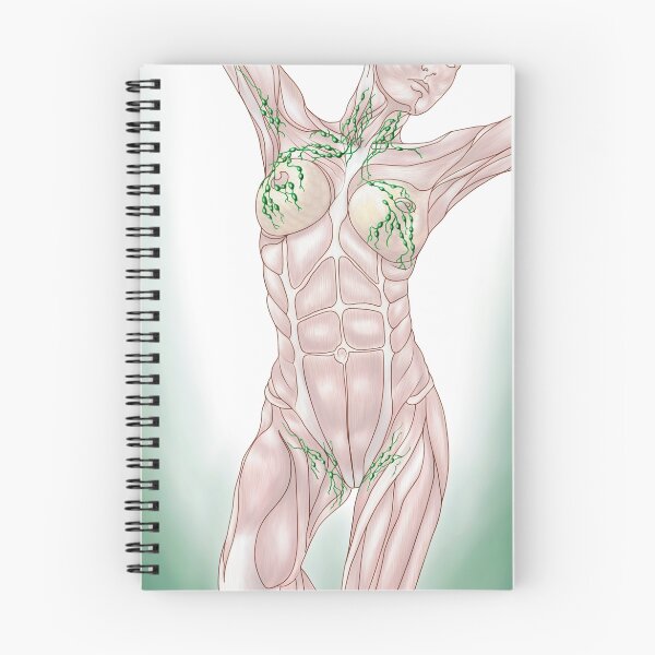 Item preview, Anatomy of superficial (surface) lymphatics. designed and sold by StocktrekImages.