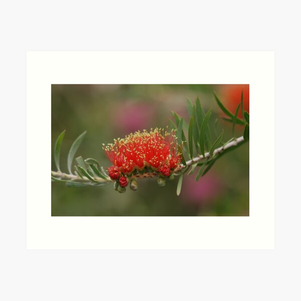 Item preview, inflorescence designed and sold by rogersmith.