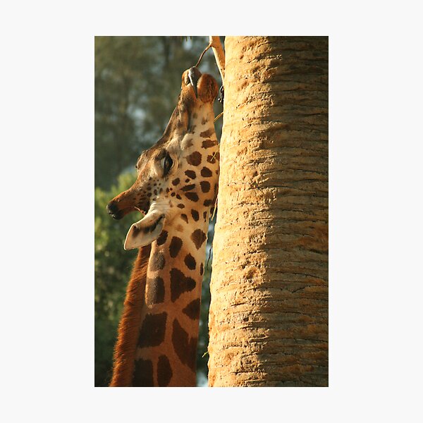 Item preview, Giraffe designed and sold by Kathryn Steel.