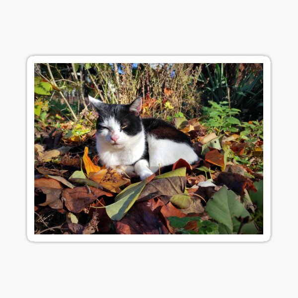 Kater im Garten Sticker