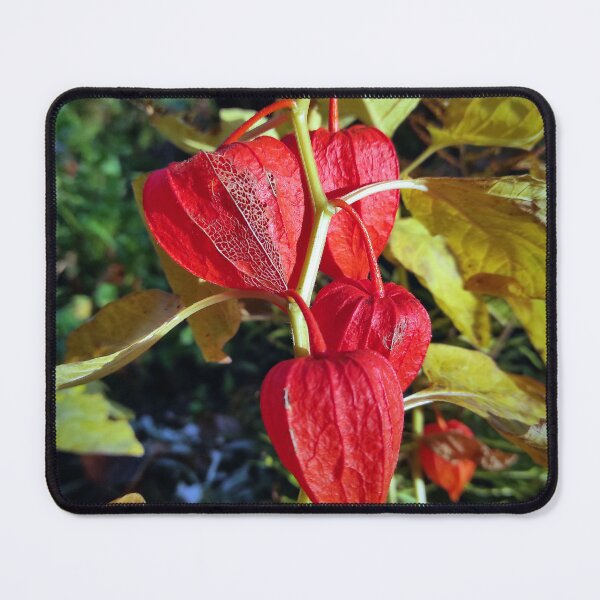 Item preview, lantern flower designed and sold by Gourmetkater.
