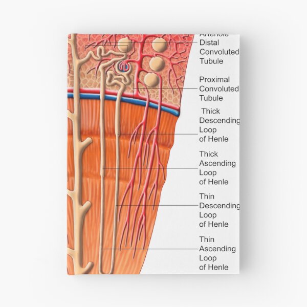 Item preview, Anatomy of human kidney function. designed and sold by StocktrekImages.