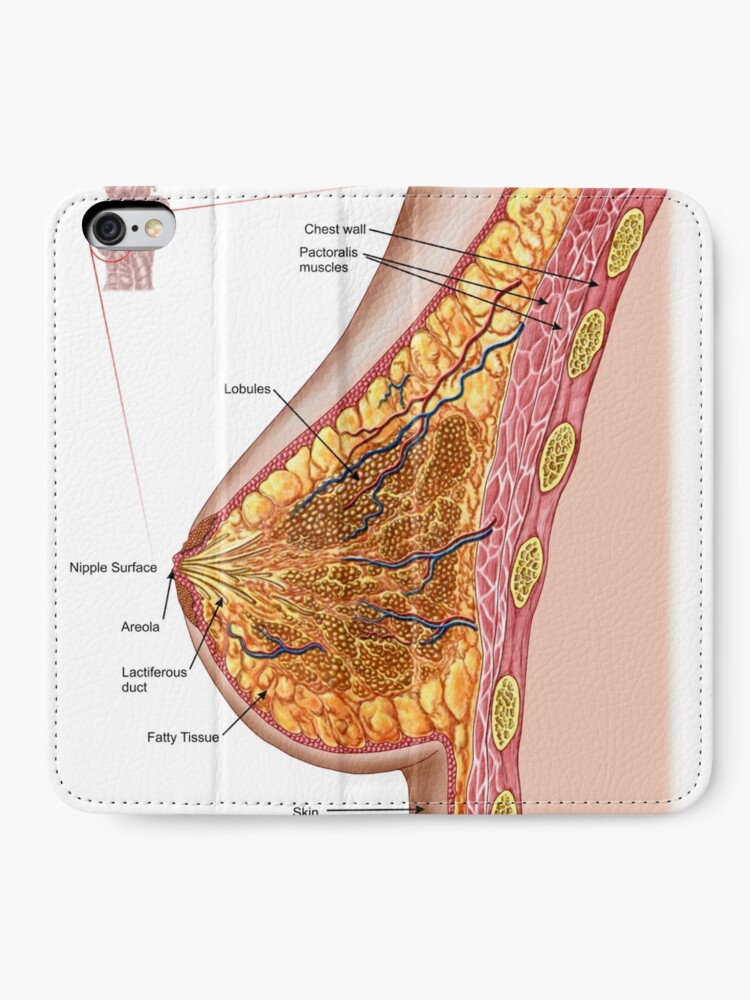 Anatomy of the female breast. iPhone Wallet for Sale by StocktrekImages