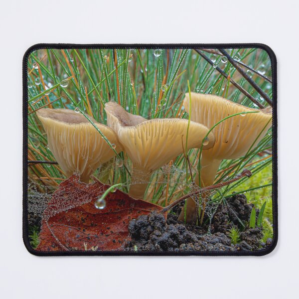 Item preview, Swollen Foot Clitocybe - Ampulloclitocybe clavipes designed and sold by AGaymard.