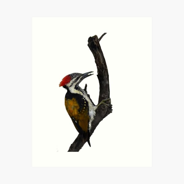 Black-rumped flameback Woodpecker perched on a tree Art Print