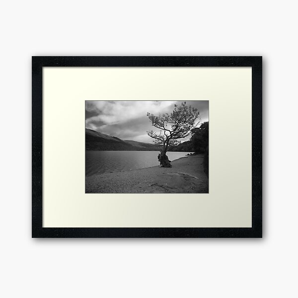 Gnarly Old Tree, Loch Lomond Framed Art Print