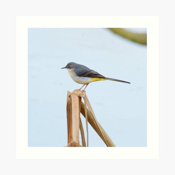 Grey Wagtail (Motacilla cinerea) Art Print