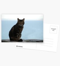 village cat Postcards