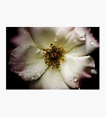 Antique Rose Photographic Print