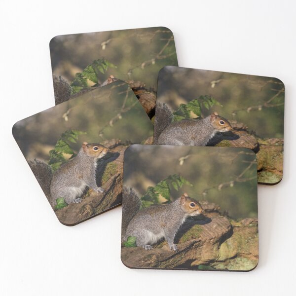 Item preview, Eastern Grey Squirrel designed and sold by heidipics.