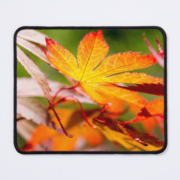 Item preview, Autumn Acer Leaf in Orange and Red  by heidiannemorris ©️  designed and sold by FOLK ART FUSION by heidiannemorris.