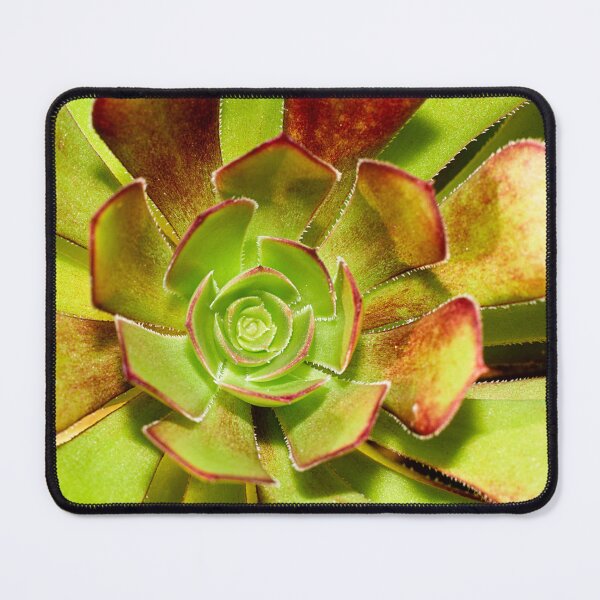 Item preview, Aeonium Evergreen Succulent designed and sold by FOLK ART FUSION by heidiannemorris.