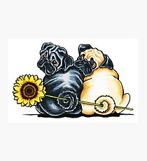 Sunny Pugs Photographic Print