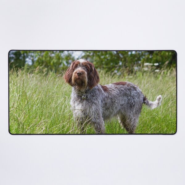 Item preview, Standing in a meadow Spinone designed and sold by FOLK ART FUSION by heidiannemorris.