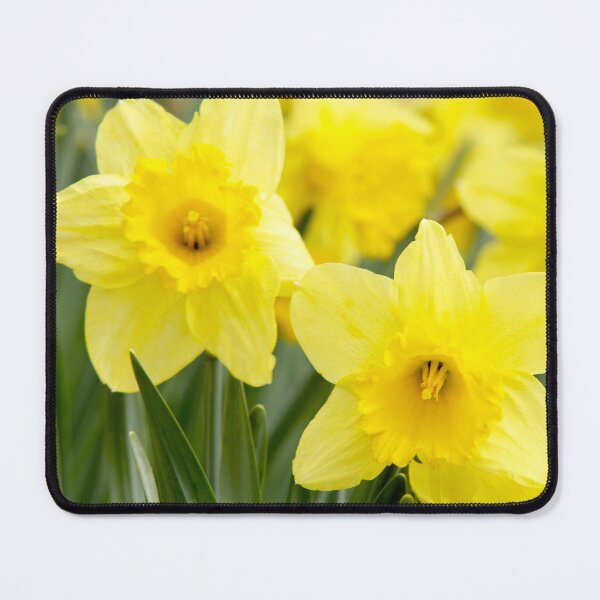 Item preview, Beautiful Yellow Daffodil Flowers designed and sold by silviaol.
