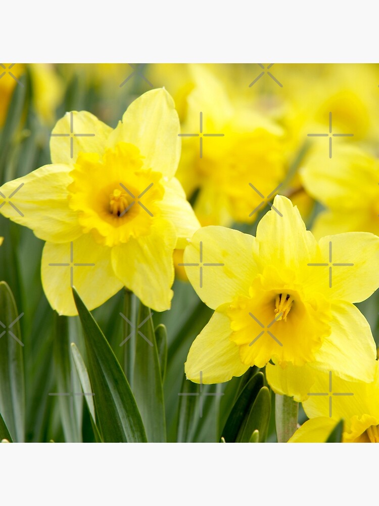 Beautiful Yellow Daffodil Flowers