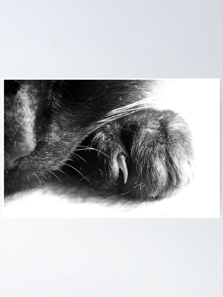 Alternate view of Paw Poster