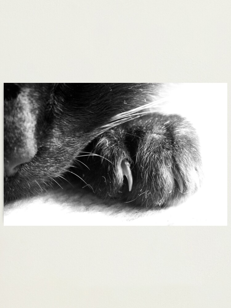 Alternate view of Paw Photographic Print
