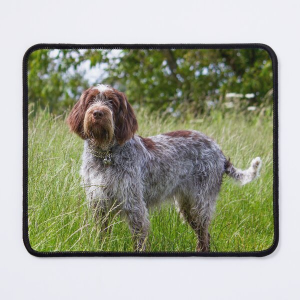 Item preview, Standing in a meadow Spinone designed and sold by FOLK ART FUSION by heidiannemorris.