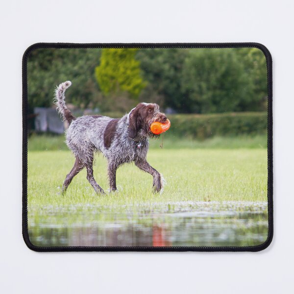 Item preview, Retrieving a dummy Spinone by heidiannemorris designed and sold by FOLK ART FUSION by heidiannemorris.