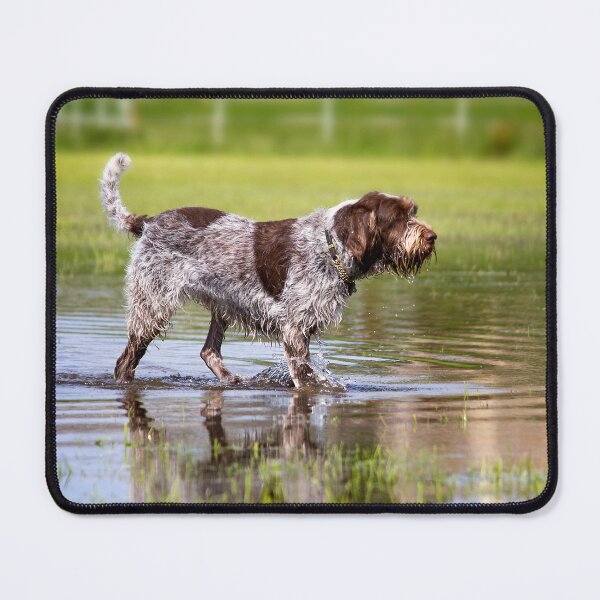 Item preview, Wading through a pool Spinone by heidiannemorris designed and sold by FOLK ART FUSION.