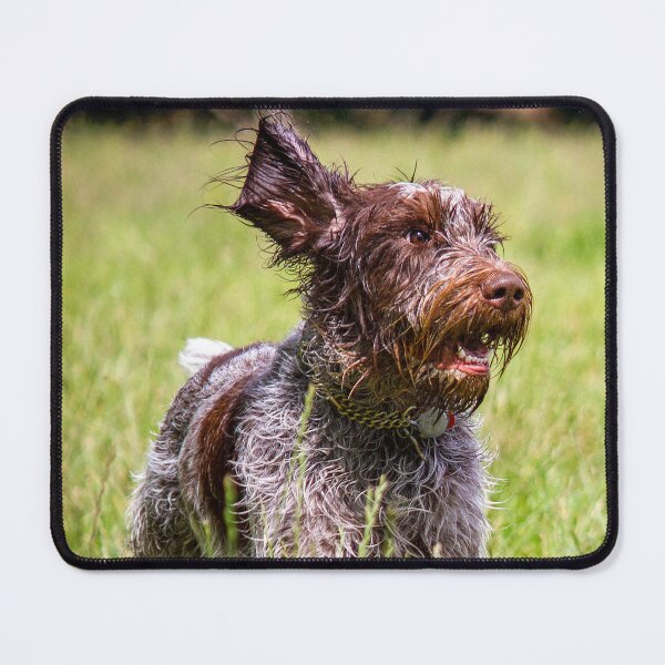 Item preview, Running in a meadow Spinone by heidiannemorris designed and sold by FOLK ART FUSION by heidiannemorris.