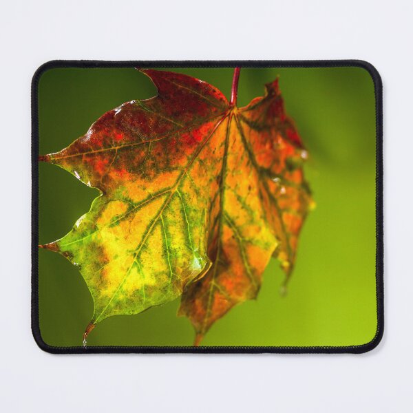 Item preview, Sugar Coated Autumn Maple Leaf designed and sold by FOLK ART FUSION by heidiannemorris.