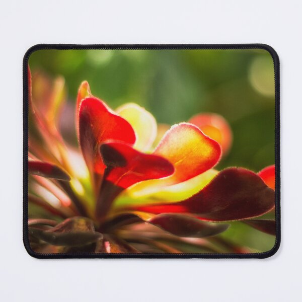 Item preview, Aeonium Zwartkop designed and sold by FOLK ART FUSION.