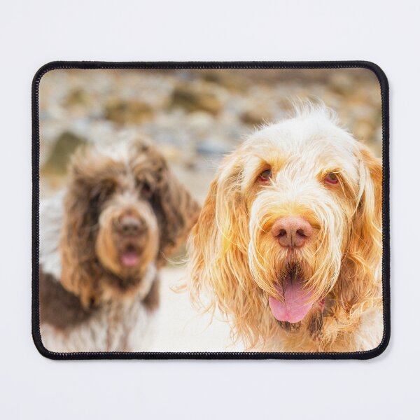 Item preview, Beach hair Spinone by heidiannemorris designed and sold by FOLK ART FUSION by heidiannemorris.