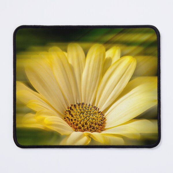 Item preview, Yellow Osteospermum Daisy designed and sold by FOLK ART FUSION by heidiannemorris.