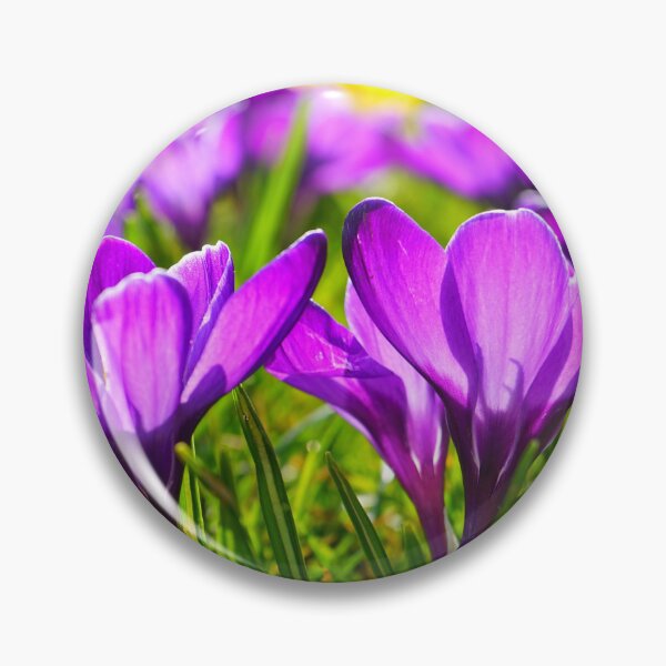 Item preview, Purple Crocus Flowers designed and sold by silviaol.