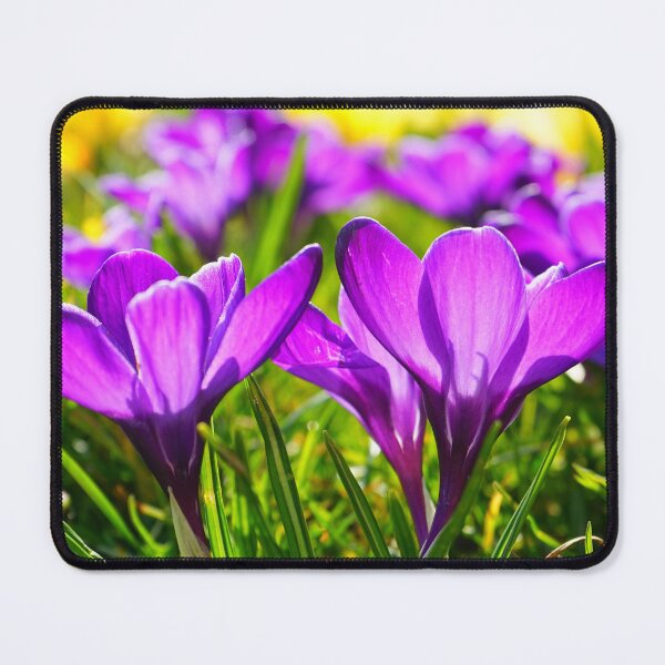 Item preview, Purple Crocus Flowers designed and sold by silviaol.