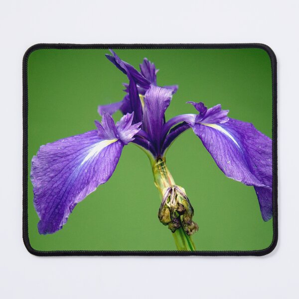 Item preview, Purple Iris designed and sold by FOLK ART FUSION by heidiannemorris.