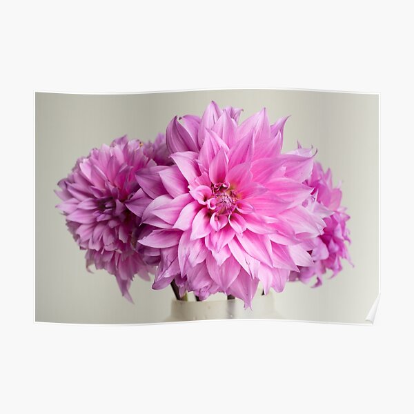 Pink dahlias Poster