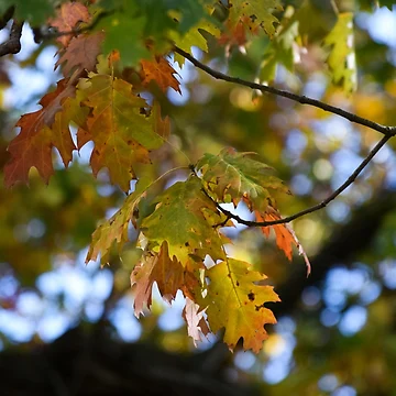 Artwork thumbnail, Autumn Change by Tracy Engle