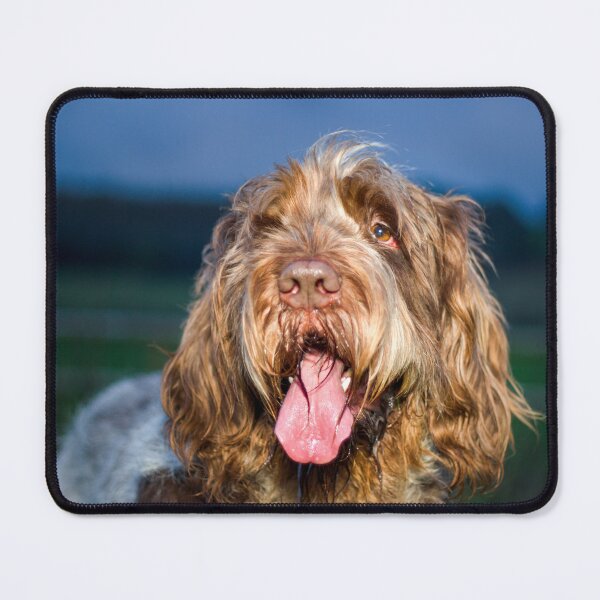 Item preview, Nighttime smile Spinone designed and sold by FOLK ART FUSION.