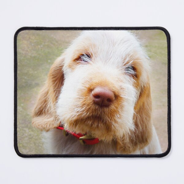 Item preview, Lifetime of love Spinone puppy by heidiannemorris designed and sold by FOLK ART FUSION by heidiannemorris.