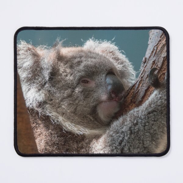 Item preview, Koala clinging to tree designed and sold by cdkphotos.