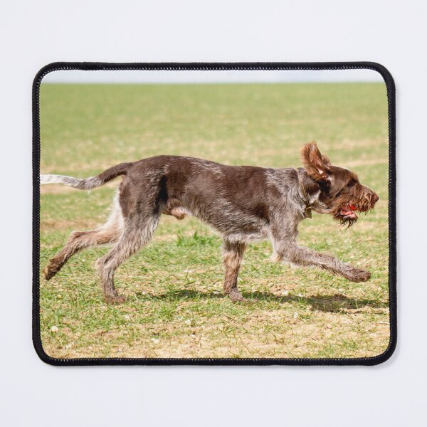 Item preview, Running with a ball Spinone by heidiannemorris designed and sold by FOLK ART FUSION by heidiannemorris.