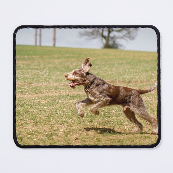 Item preview, Running in the sun Spinone designed and sold by FOLK ART FUSION by heidiannemorris.