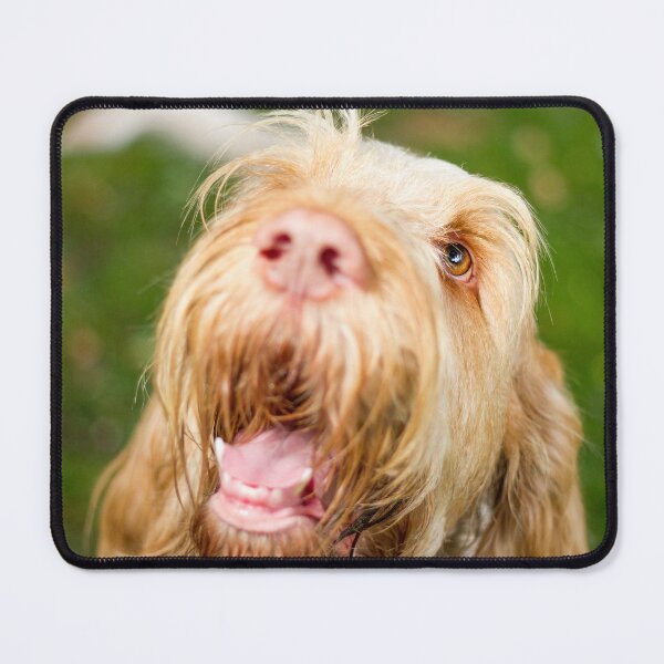 Item preview, Looking up and laughing Spinone designed and sold by FOLK ART FUSION by heidiannemorris.