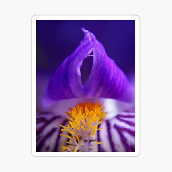 iris Sticker