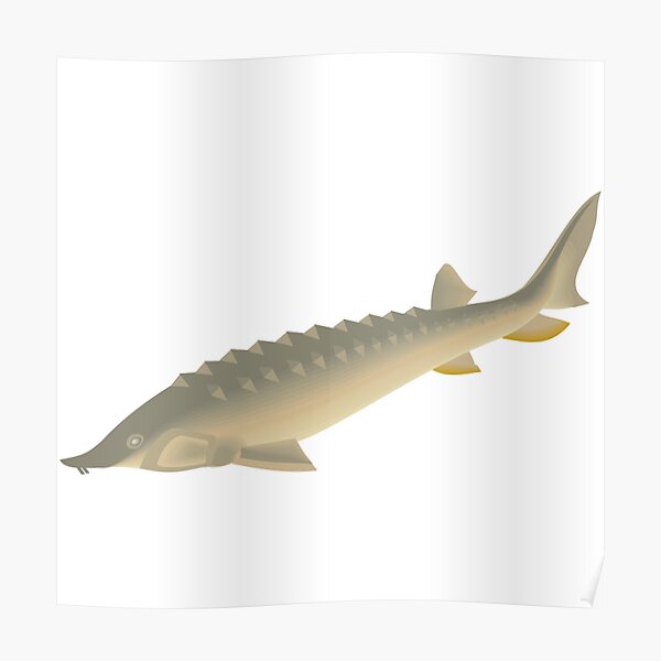 “Sturgeon” Poster by Lauviahsdesign | Redbubble