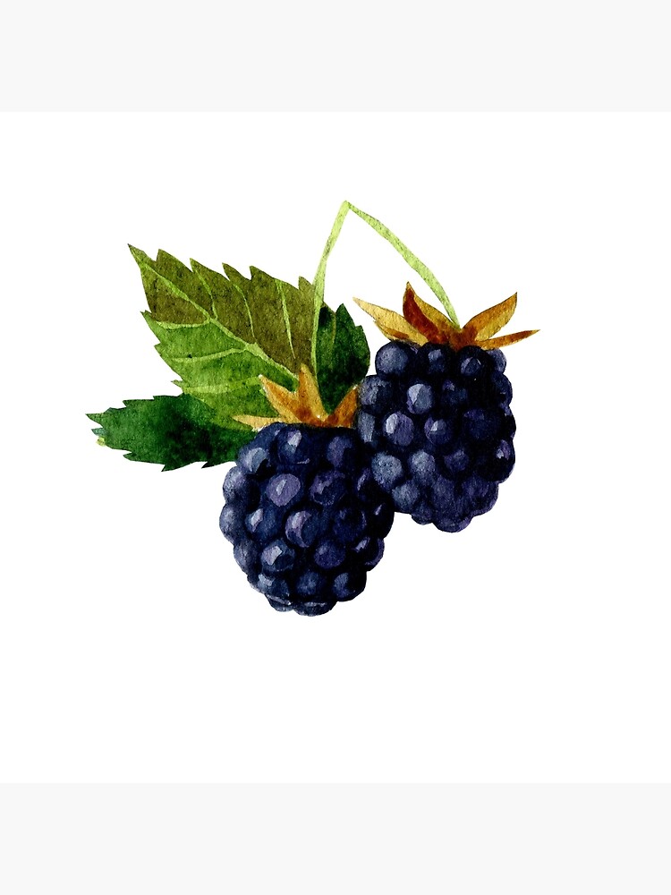 Blackberry isolated summer bramble berry sketch Vector Image