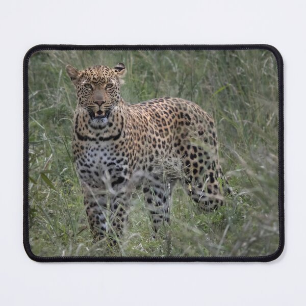 Item preview, Leopard in the wild of Africa Kruger National Park designed and sold by RonelBroderick.