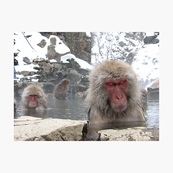 Snow monkey Photographic Print